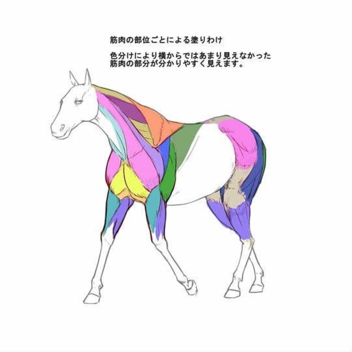 你会画马吗，现在来教你了 画匹马，一组马的画法教程 插画图片壁纸