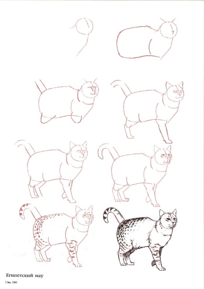 猫的画法，非常棒的国外手绘教程，不来收藏吗插画图片壁纸