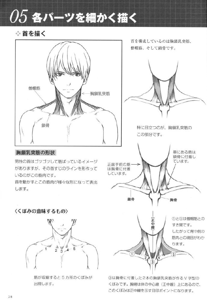 男生颈肩肌肉结构分析插画图片壁纸