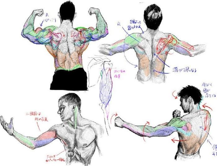 胸、背、肩,一组人体绘画教程，来自漫画素材工坊 插画图片壁纸