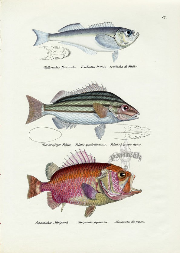 摸鱼的一周又开始了，鱼类绘画参考一组 插画图片壁纸