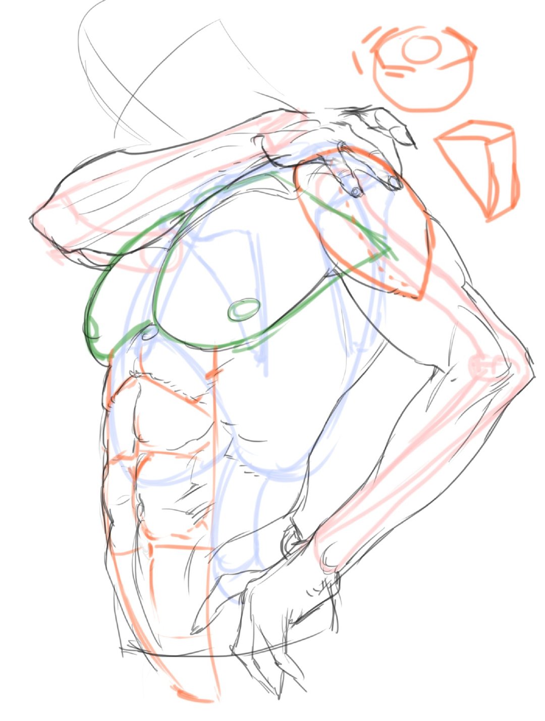 人体躯干草稿人体绘画素材