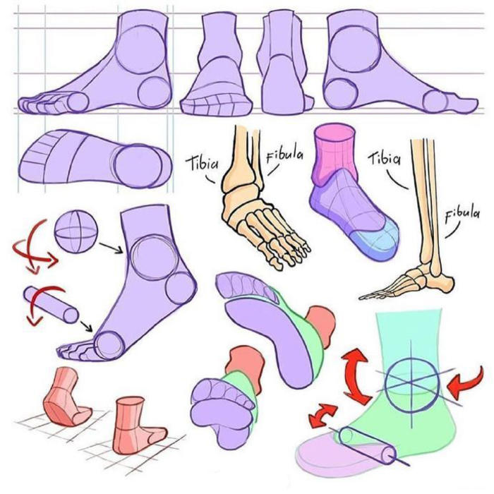 多种脚的体块参考，学画画 插画图片壁纸