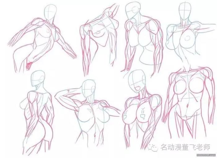 人体躯体体块肌肉素材参考，多种角度，体块学习必备，努力学习吧，阿里嘎多插画图片壁纸