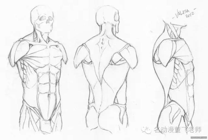 人体躯体体块肌肉素材参考，多种角度，体块学习必备，努力学习吧，阿里嘎多插画图片壁纸