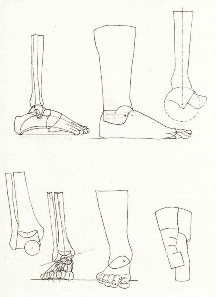 德国Gottfried Bammes人体解剖资料的腿部结构插画图片壁纸