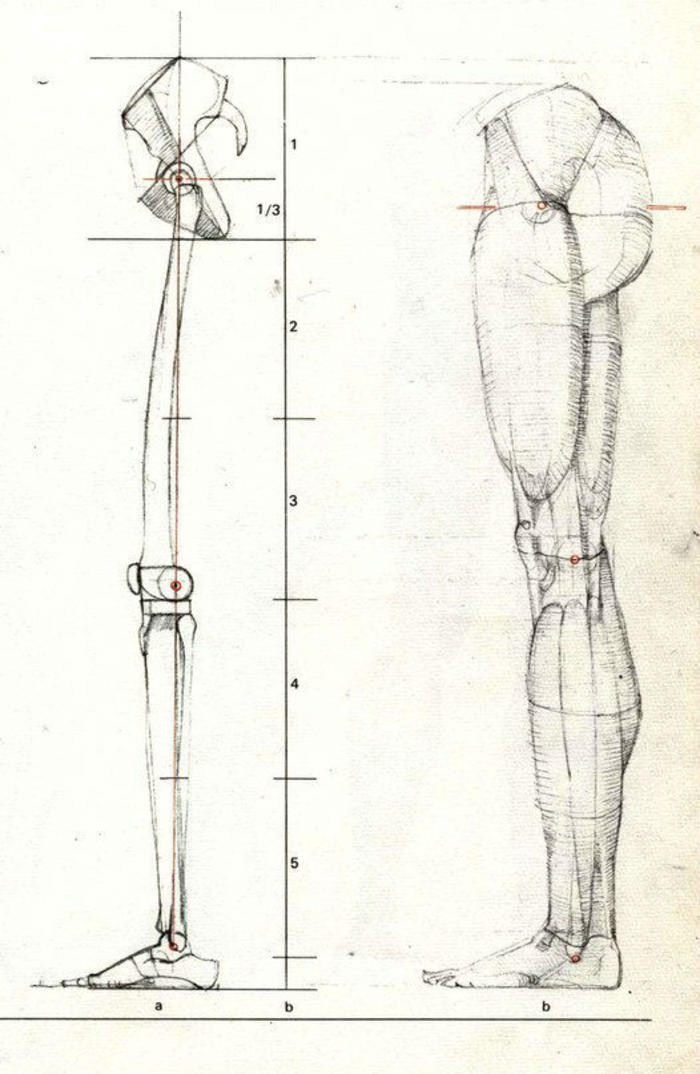 德国Gottfried Bammes人体解剖资料的腿部结构插画图片壁纸