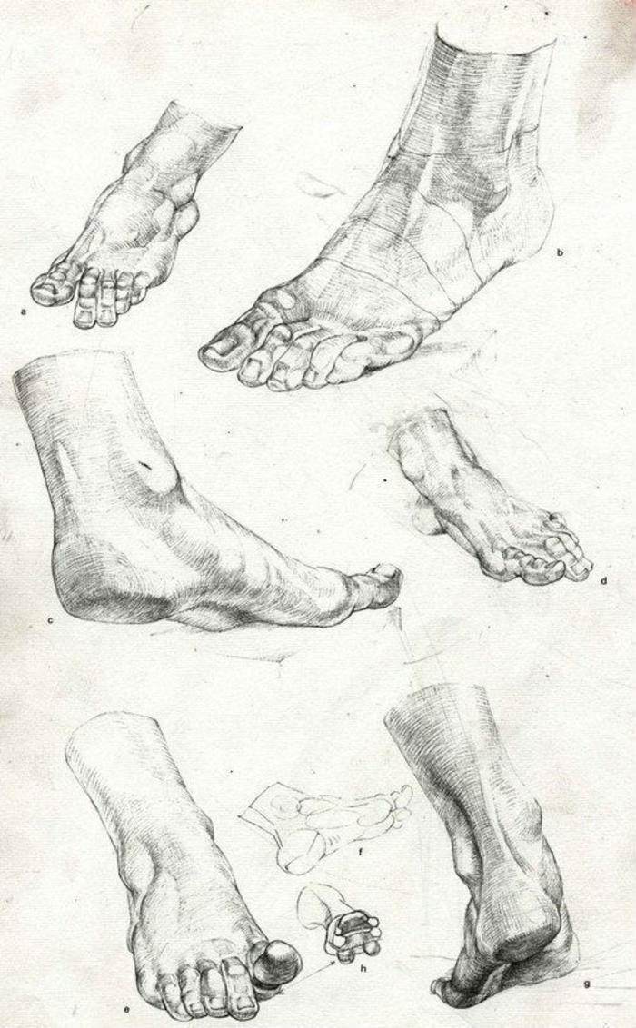 德国Gottfried Bammes人体解剖资料的腿部结构插画图片壁纸