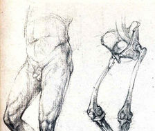 德国Gottfried Bammes人体解剖资料的腿部结构