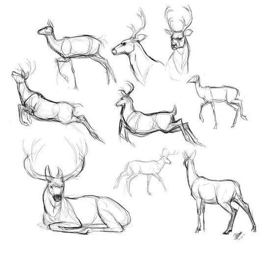 鹿插画图片壁纸
