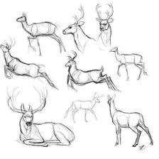 鹿插画图片壁纸